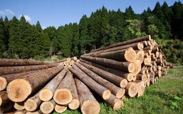 Беларусь вводит лицензирование отдельных видов импортных товаров из древесины